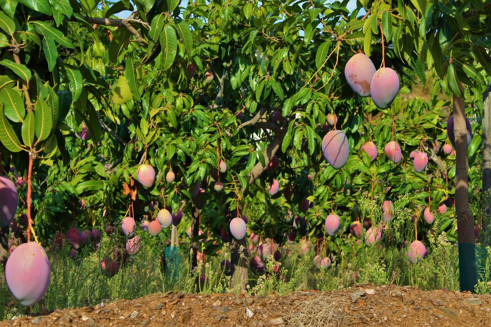 Visita a finca de frutas tropicales y café