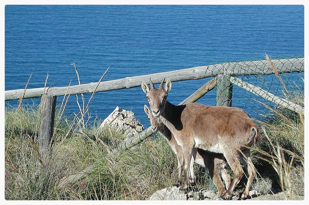 Maro-Cerro Gordo Cliffs — Protected Natural Park en Nerja — detalle (5 de 9)
